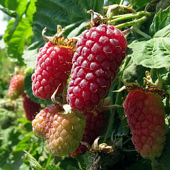 Ежемалина "Логанберри" (Loganberry)