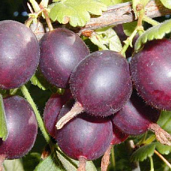 Крыжовник "Северный капитан"