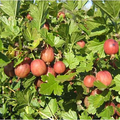 Крыжовник "Юбиляр"