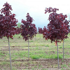 Клен остролистный "Роял Ред" (Royal Red)