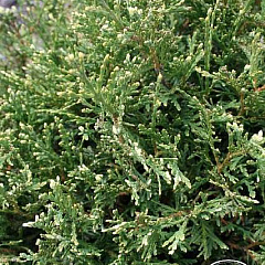 Туя западная "Грацуна" (Grazyna)