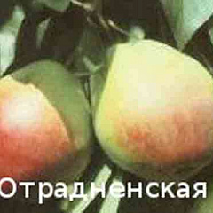 Груша "Отрадненская"