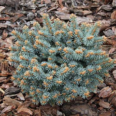 Ель колючая "Компакта Пирамидалис" (Compacta Pyramidalis)
